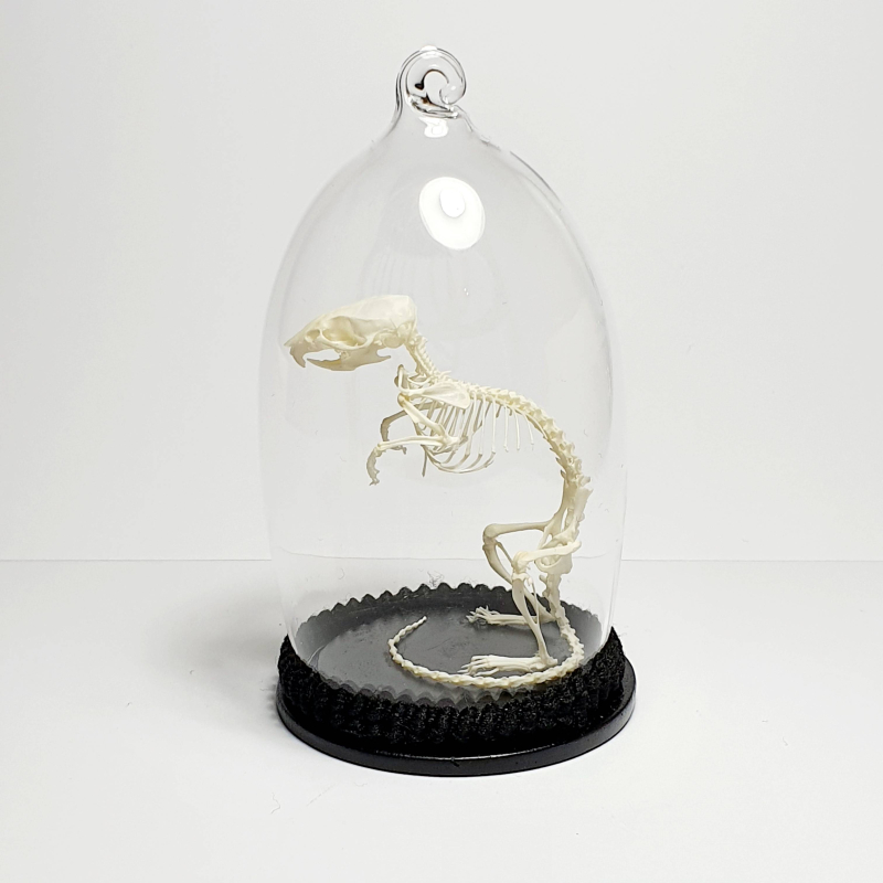 Natuur Historische Decoratie. Skelet muis